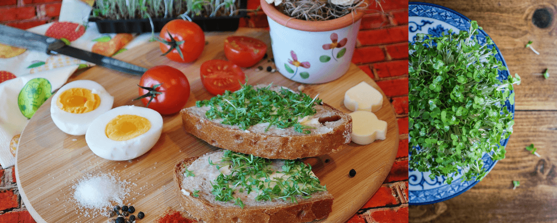 Řeřicha a ředkvička klíčky